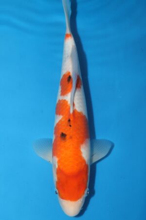 GK-2465 - Sanke - Torazo