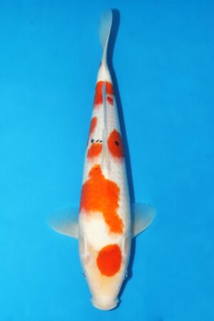 GK-2473 - Sanke - Torazo