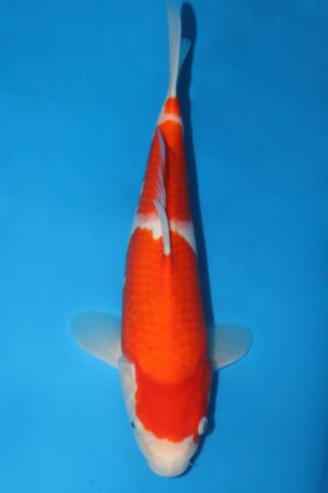 GK-2474 - Kohaku - Torazo