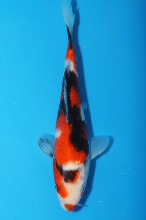 GK-2476 - Showa - Izumiya