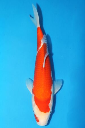 GK-2478 - Kohaku - Torazo
