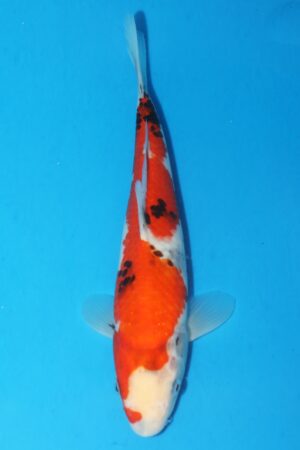 GK-2481 - Showa - Oya