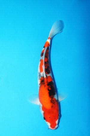 GK-2487 - Showa - Oya