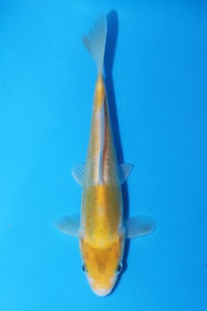 GK-2501 - Midorigoi - Marusaka