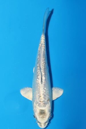 GK-2512 - Kawarigoi - Igarashi T