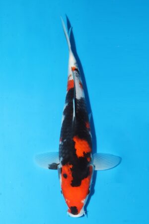 GK-2017 - Showa - Oya