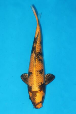 GK-2522 - Kin Ki Utsuri - Marusaka