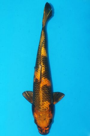 GK-2523 - Kin Ki Utsuri - Marusaka