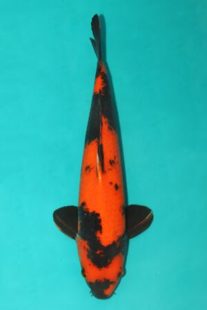 GK-2530 - Hi Utsuri - Shinoda