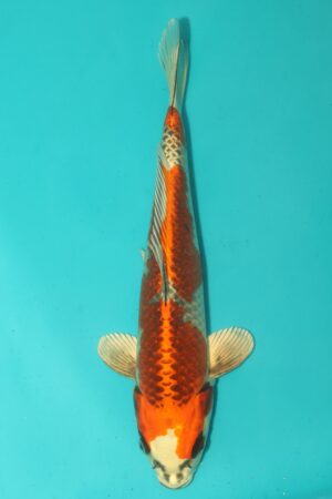 GK-2540 - Kujaku - Saito