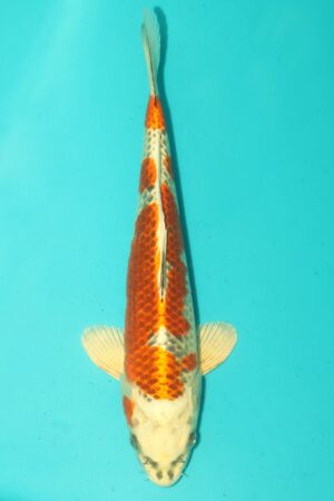 GK-2541 - Kujaku - Saito