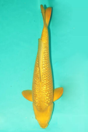 GK-3271 - Gin Rin Chagoi - Marusei