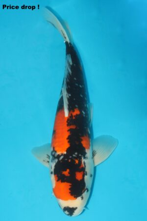 GK-2561 - Showa - Dainichi