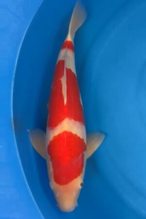 GK-2542 - Kohaku - Okawa
