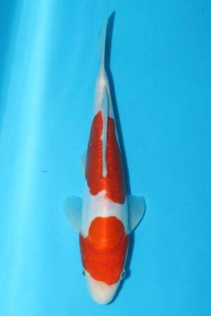 GK-2564 - Doitsu Kohaku - Maruhide
