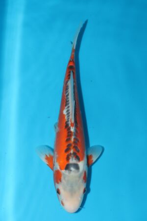 GK-2565 - Shusui - Ozumi