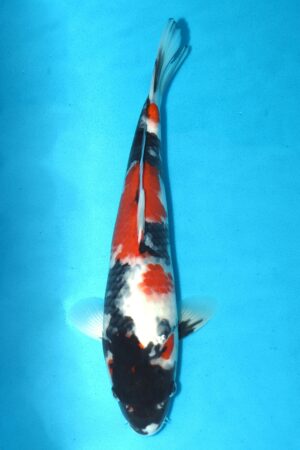 GK-2569 - Showa - Omosako