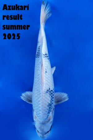 GK-3274 - Gin Shiro Utsuri - Tanaka Satoshi