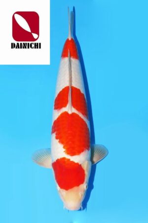 A-0048 - Kohaku - Dainichi