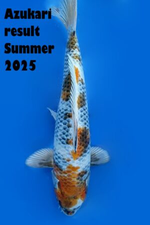 GK-3277 - Kin Showa - Tanaka Satoshi