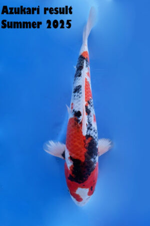 GK-3279 - Kin Showa - Tanaka Satoshi