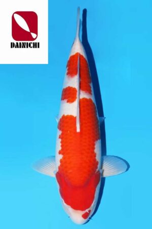 A-0037 - Kohaku - Dainichi