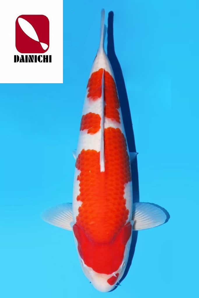 A-0037 - Kohaku - Dainichi