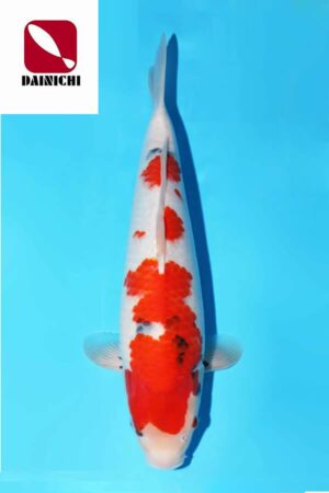 A-0143 - Showa - Dainichi