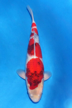 A-0164 - Showa - Tamaura