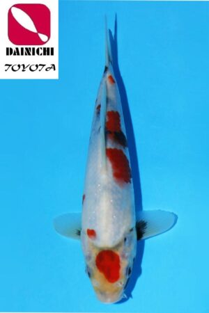 A-0198 - Showa - Dainichi