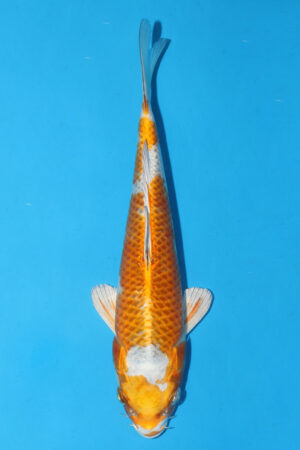 GK-3125 - Kirin - Wada