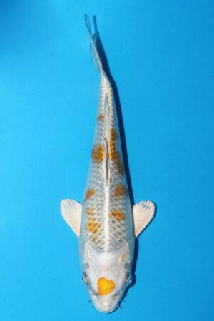 GK-3126 - Kirin - Wada