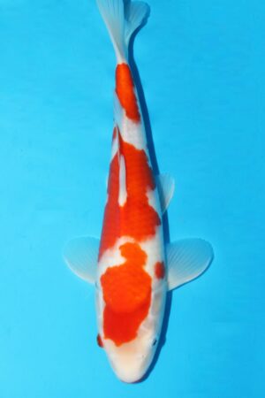 GK-3130 - Kohaku - Torazo