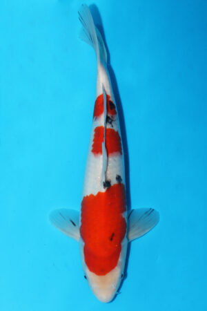 GK-3197 - Sanke - Momotaro