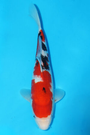 GK-3198 - Sanke - Momotaro