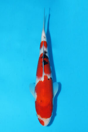 GK-3199 - Sanke - Momotaro