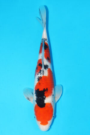 GK-3200 - Sanke - Momotaro