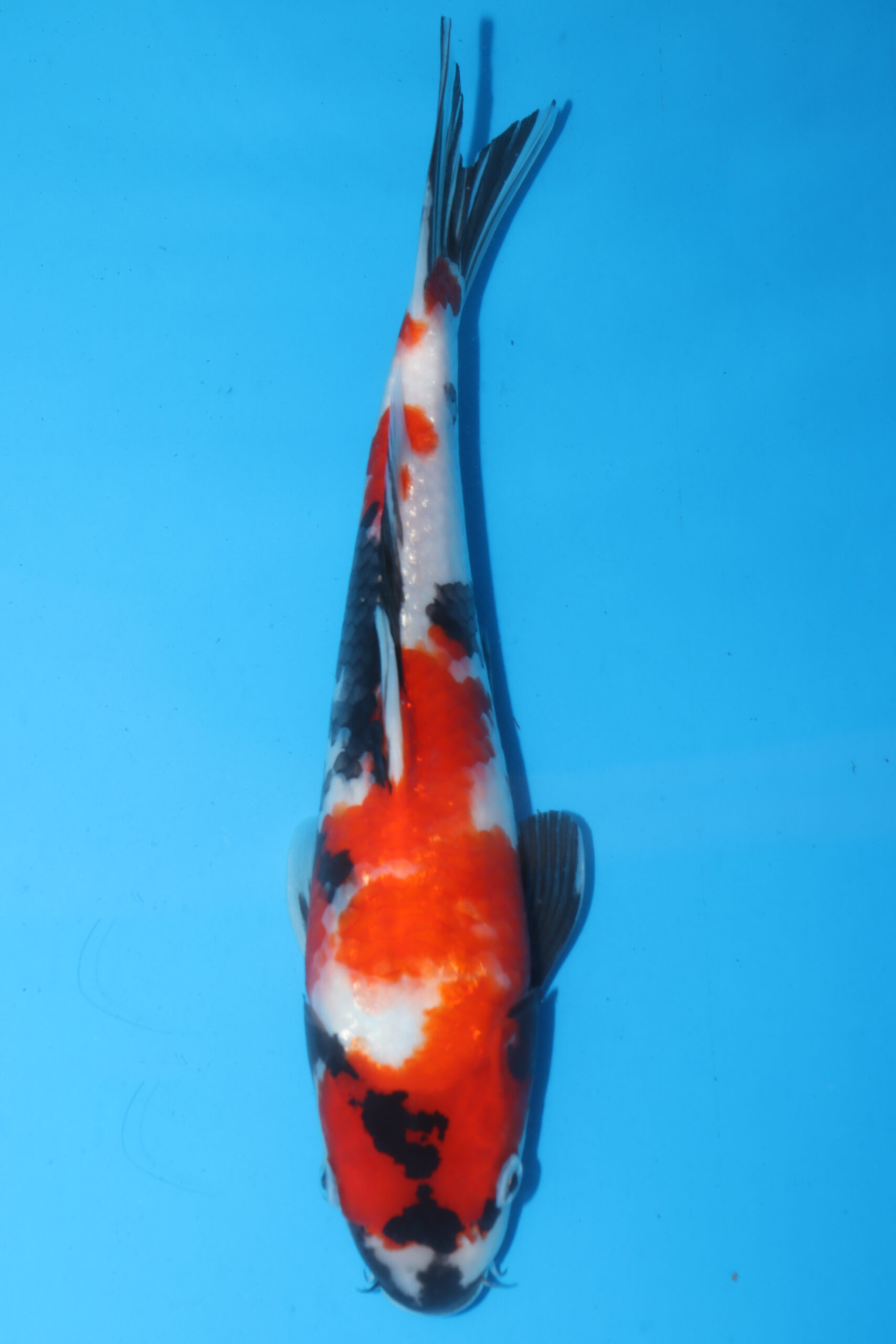 A-0011 - Showa - Isa