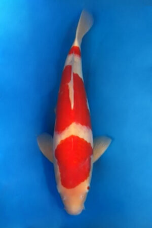 GK-3220 - Kohaku - Okawa
