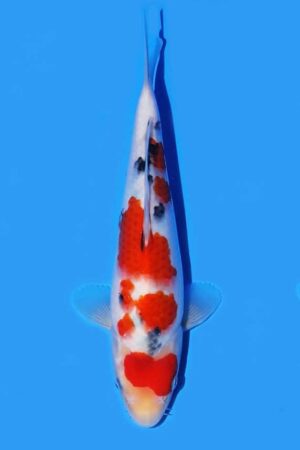 GK-3181 - Sanke - Oya