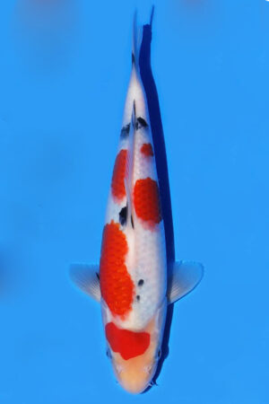 GK-3183 - Sanke - Oya