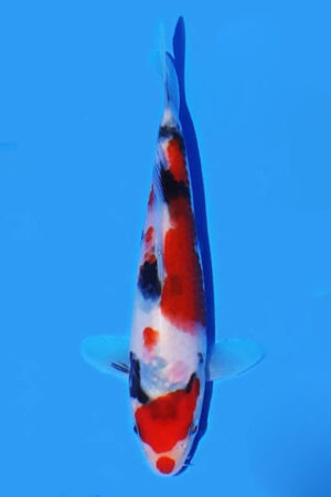 GK-3182 - Sanke - Oya