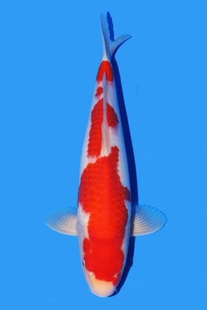 GK-3071 - Kohaku - Oya