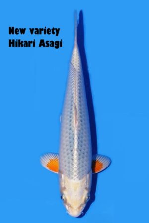 GK-3049 - Asagi - Oya