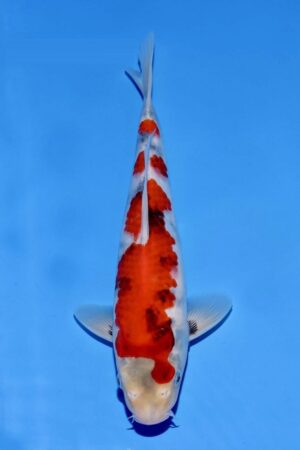 GK-3225 - Showa - Sekiguchi