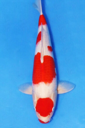 GK-3218 - Kohaku - Marudo