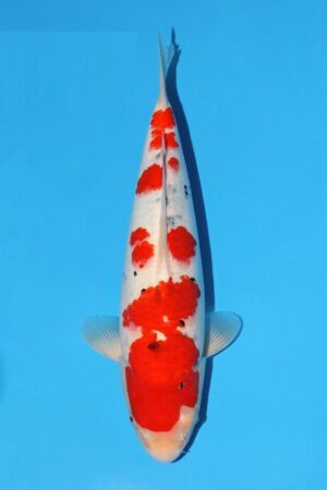 GK-3079 - Sanke - Momotaro