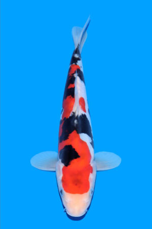 GK-3168 - Doitsu Showa - Tani Koi Farm