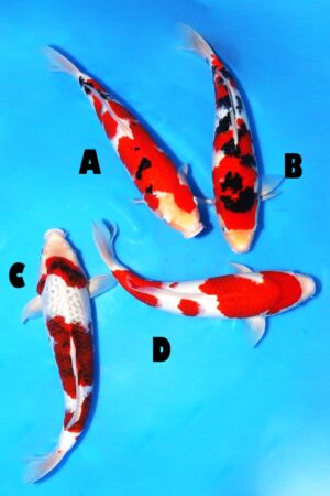 GK-3283 - Various - Izumiya