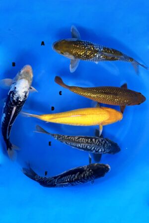 GK-3316 - Various - Takatatsu